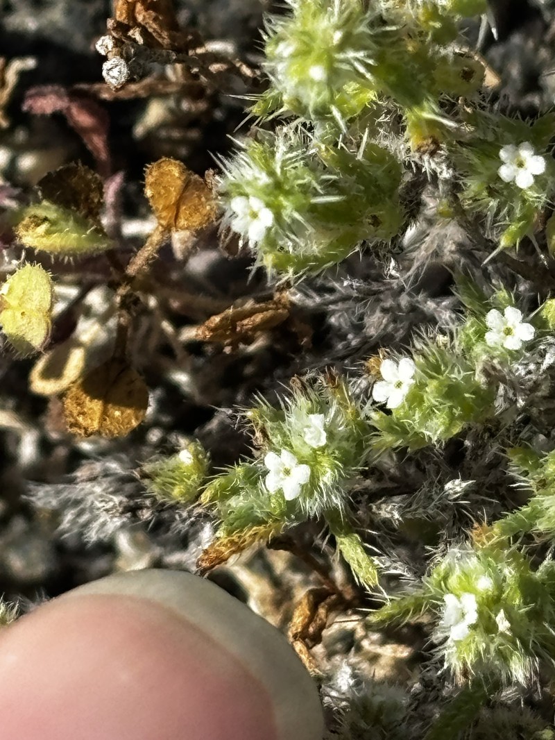 Cryptantha maritima var. maritima photo 7