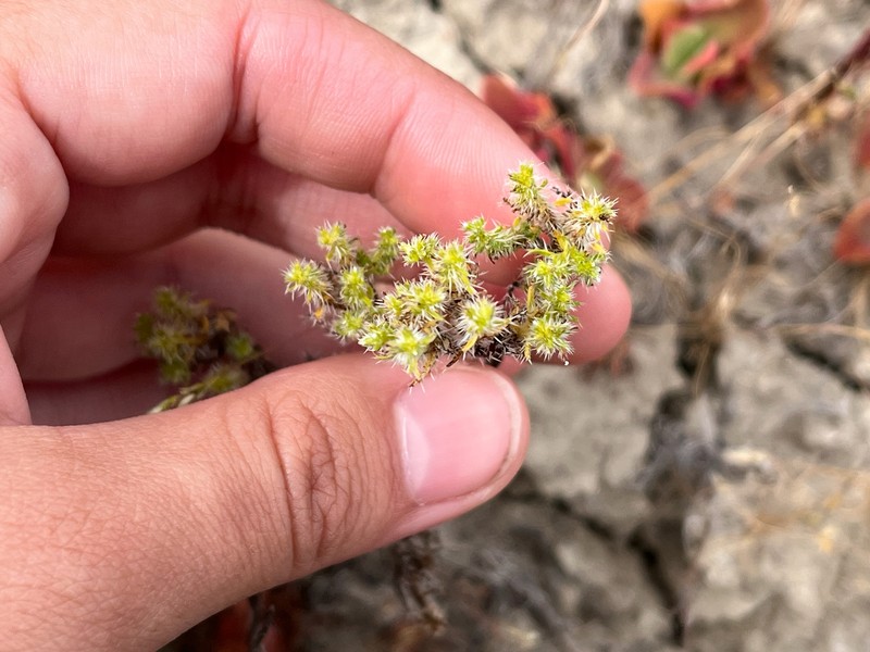 Cryptantha maritima var. maritima photo 8