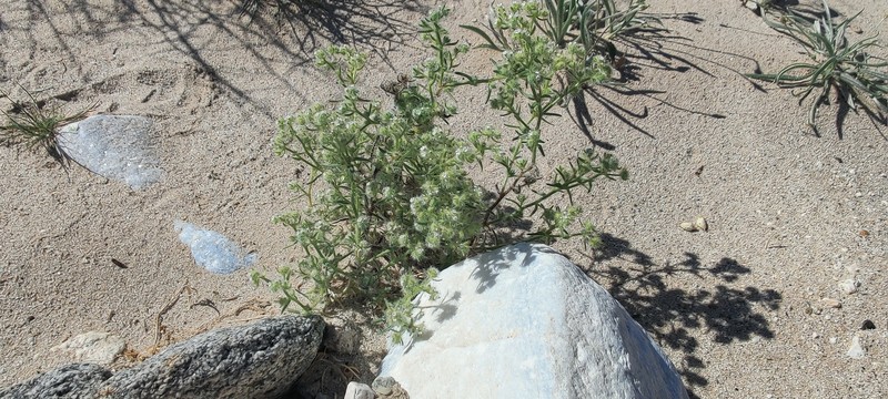 Cryptantha maritima var. pilosa
