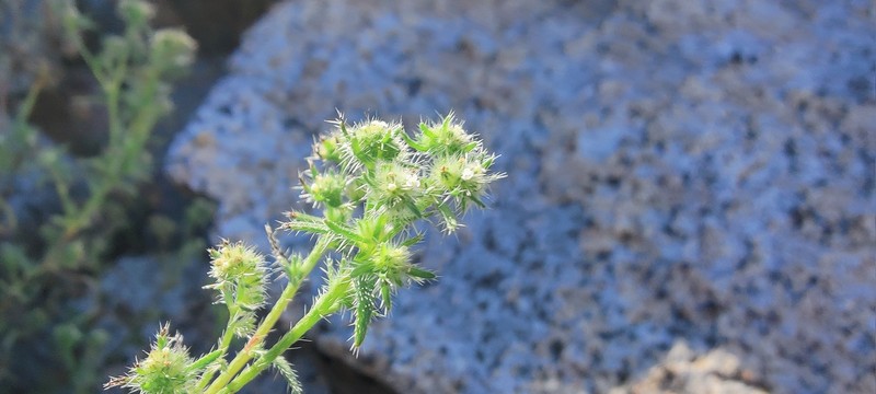 Cryptantha maritima var. pilosa photo 2