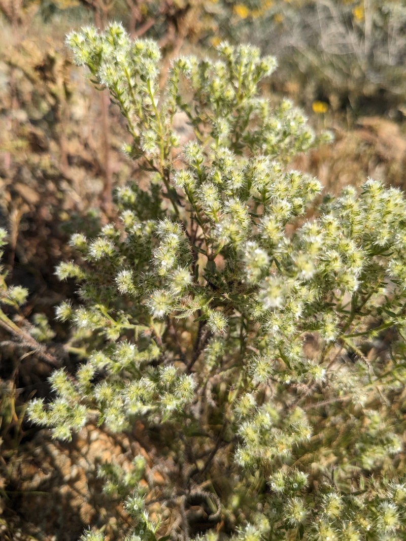 Cryptantha maritima var. pilosa photo 3