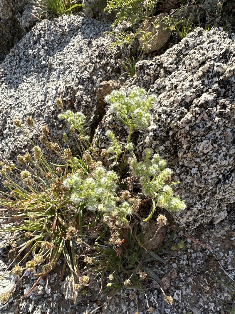 Cryptantha maritima var. pilosa photo 4