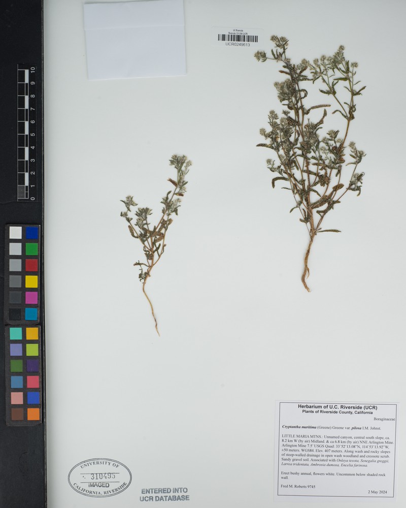 Cryptantha maritima var. pilosa photo 5