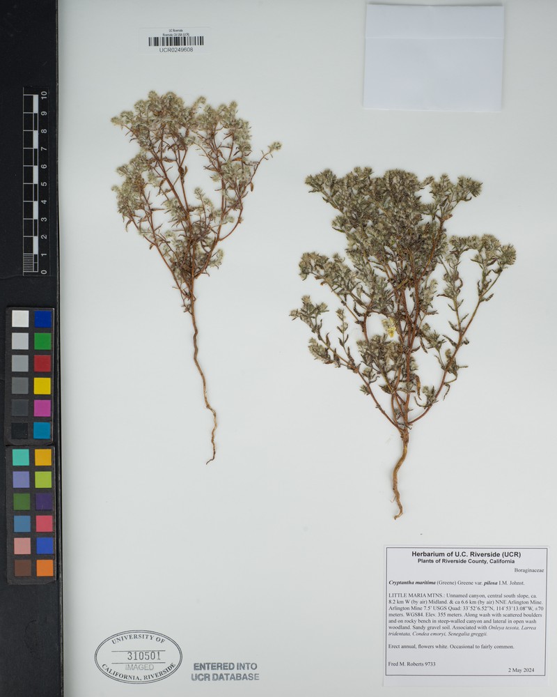Cryptantha maritima var. pilosa photo 6