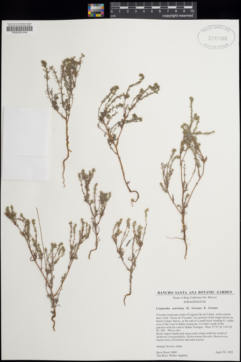 Cryptantha maritima var. vizcainensis