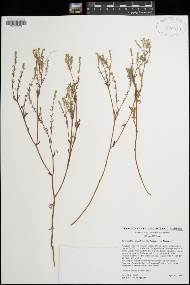 Cryptantha maritima var. vizcainensis photo 2