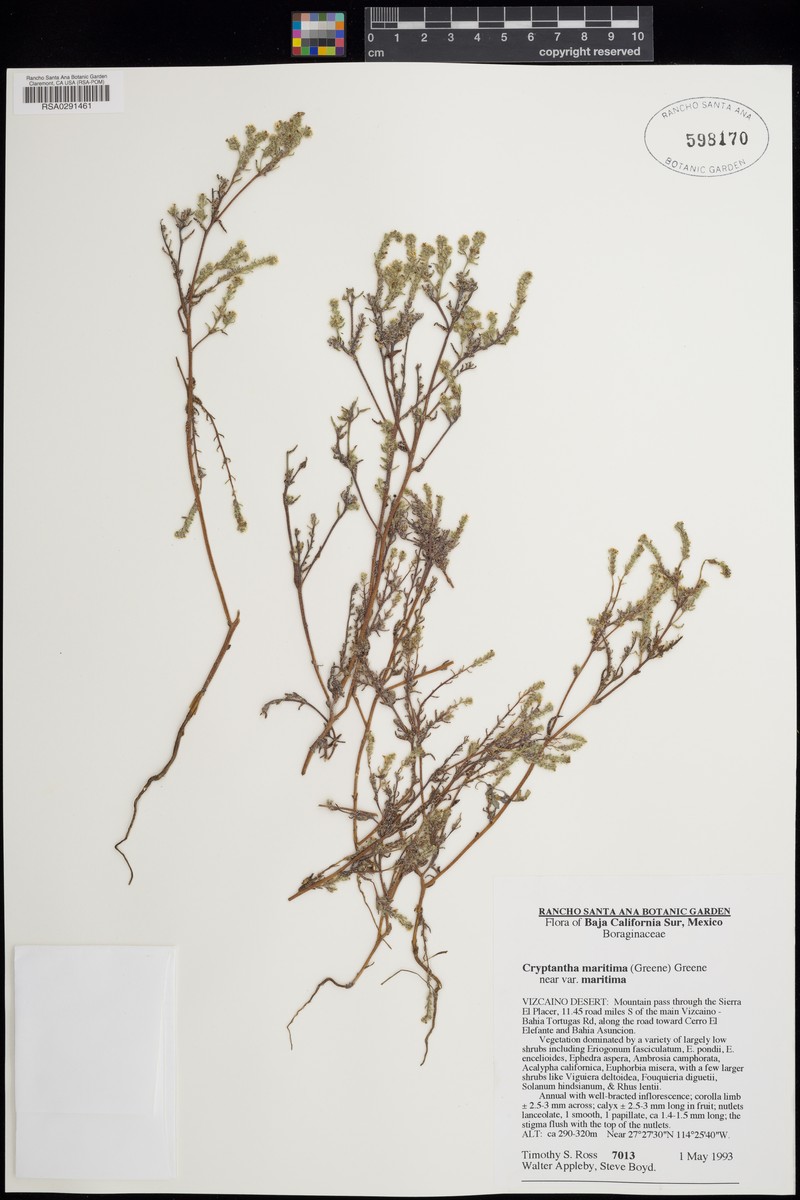 Cryptantha maritima var. vizcainensis photo 3