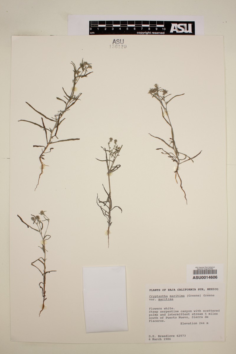 Cryptantha maritima var. vizcainensis photo 4
