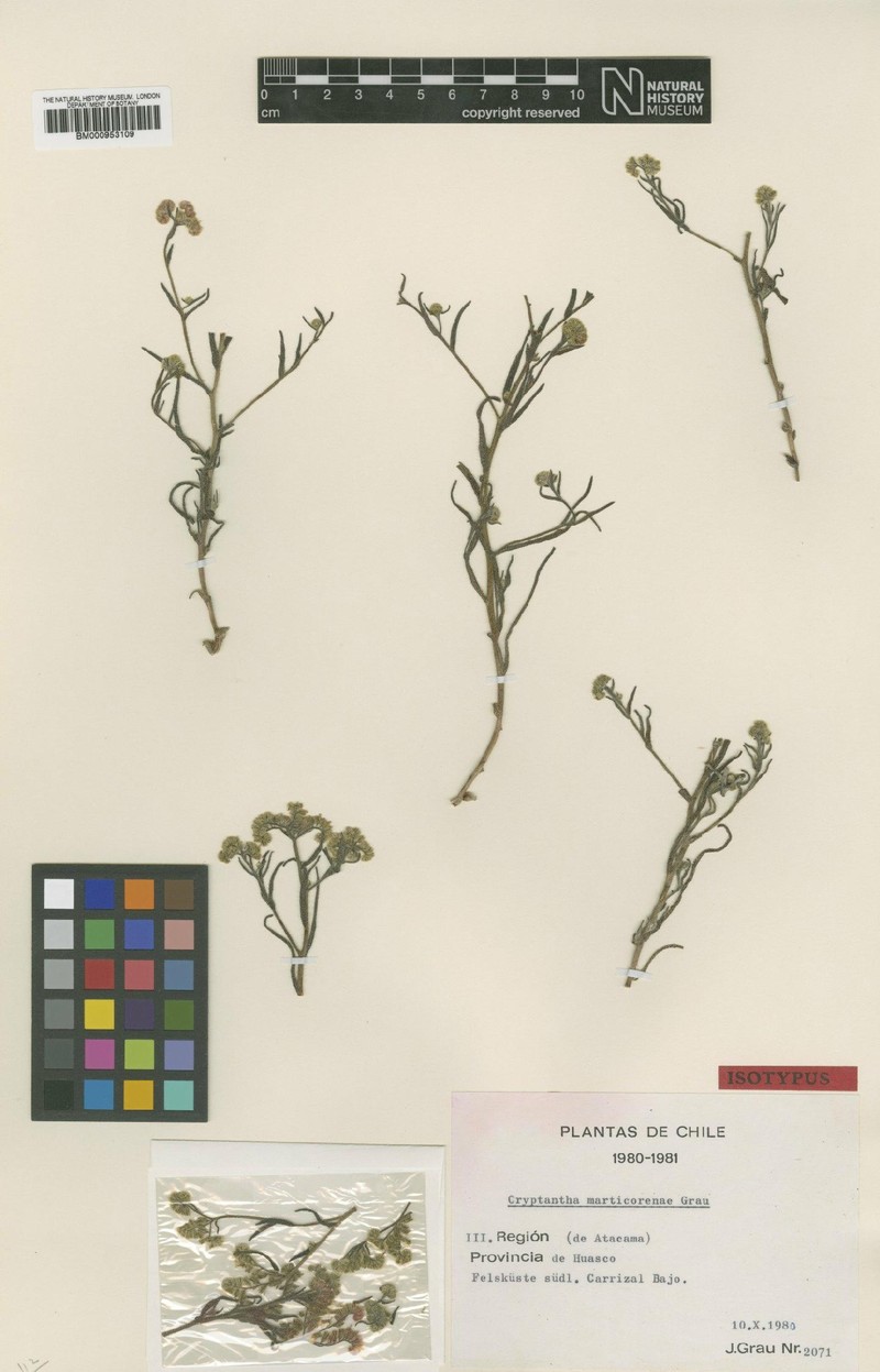 Cryptantha marticorenae