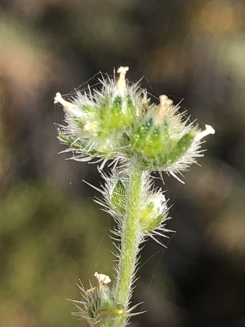 Cryptantha martirensis