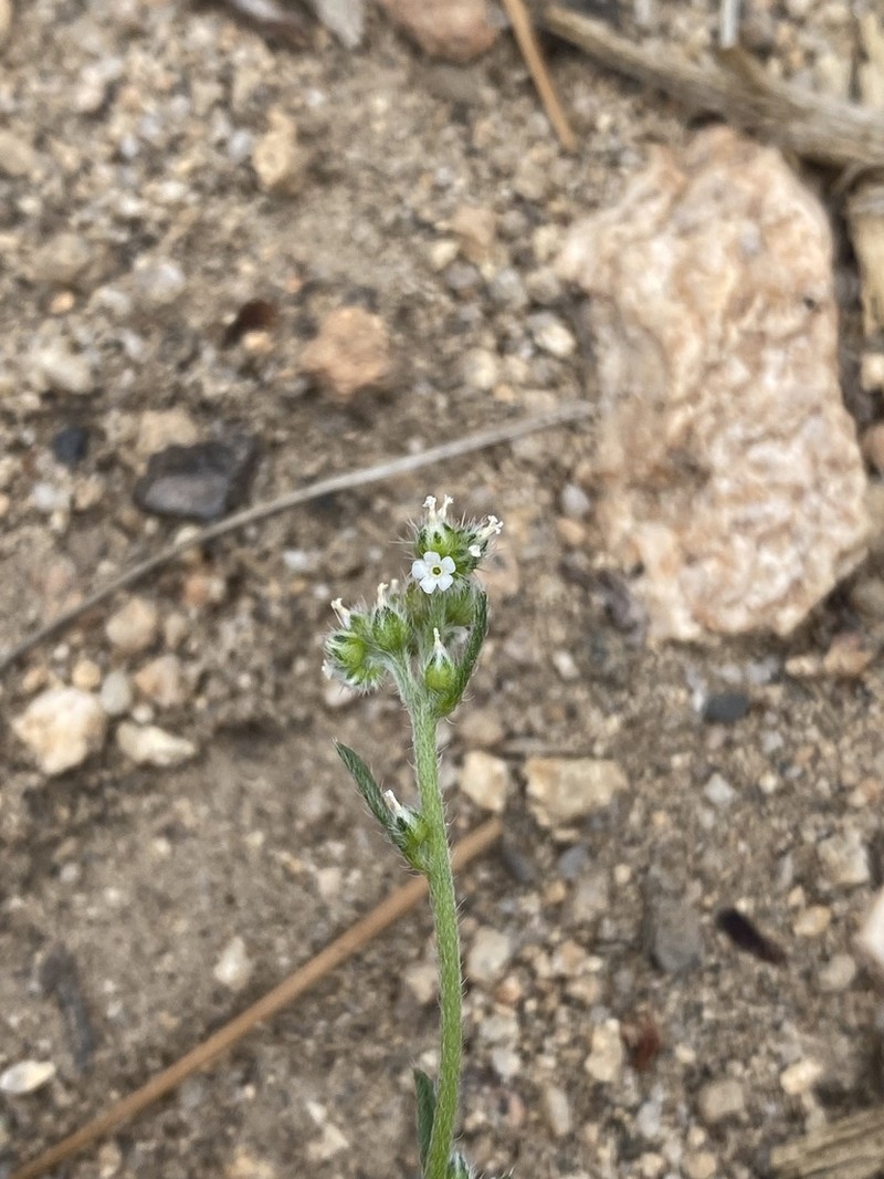 Cryptantha martirensis photo 2