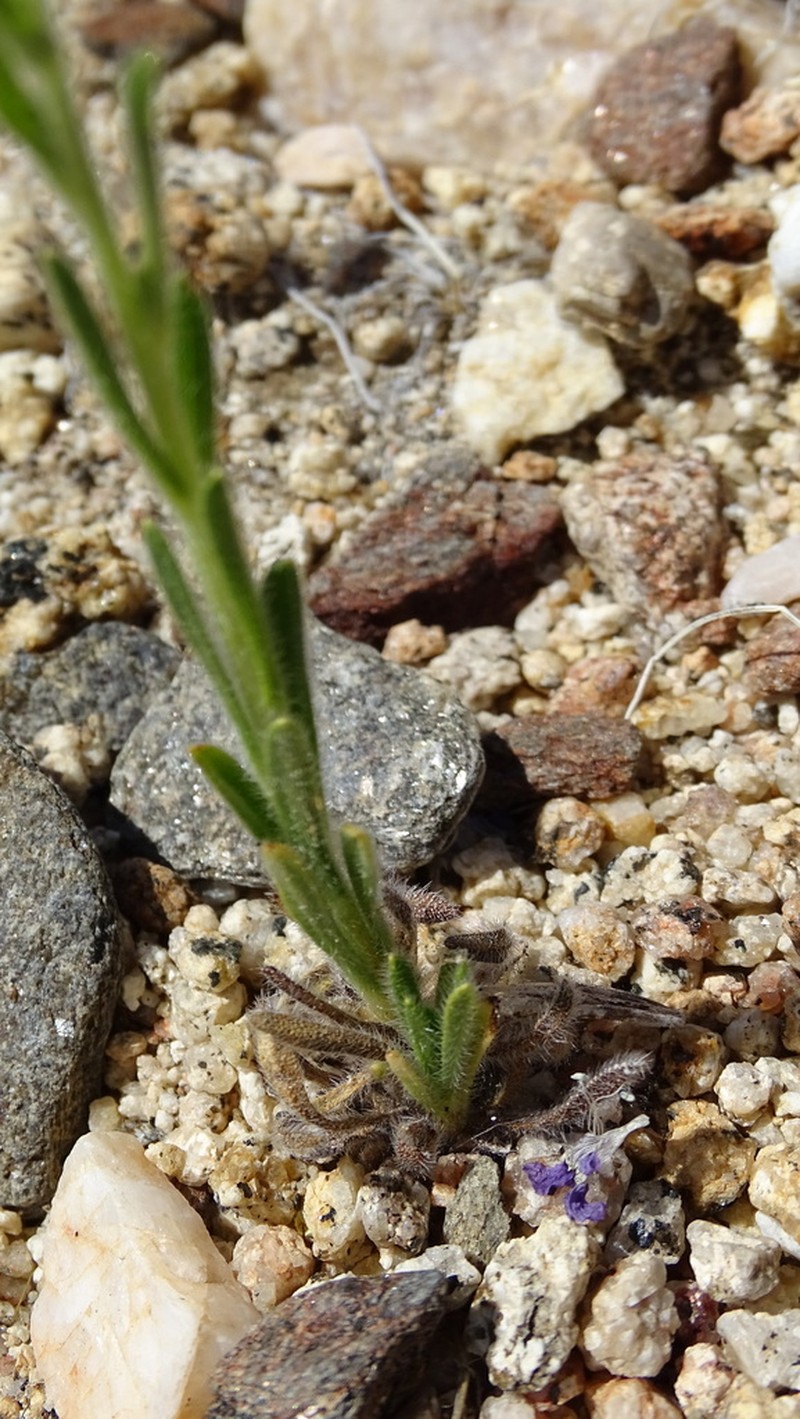 Cryptantha martirensis photo 3
