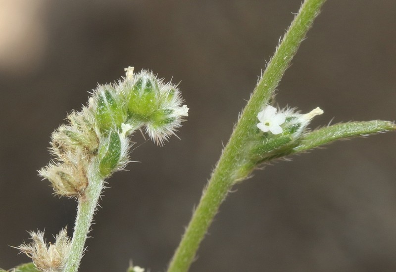 Cryptantha martirensis photo 4