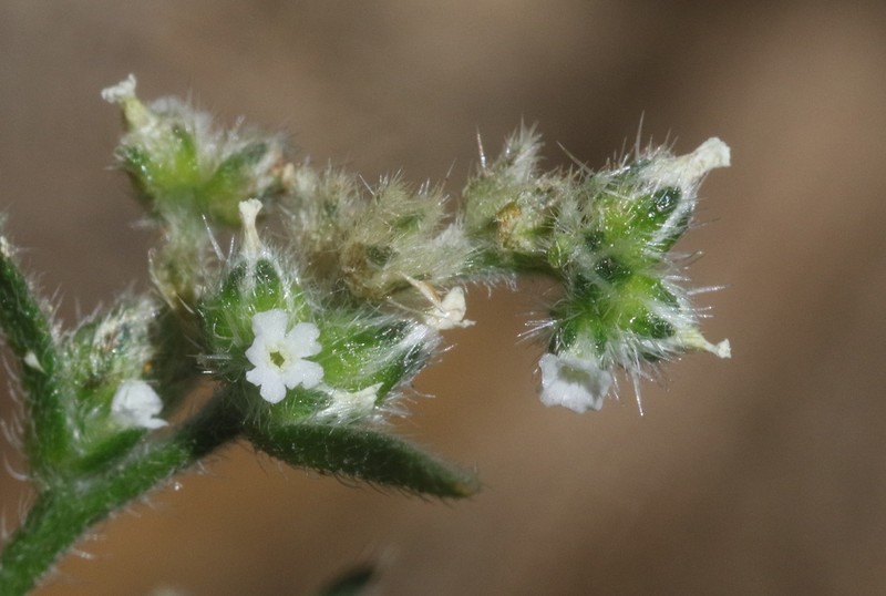 Cryptantha martirensis photo 5
