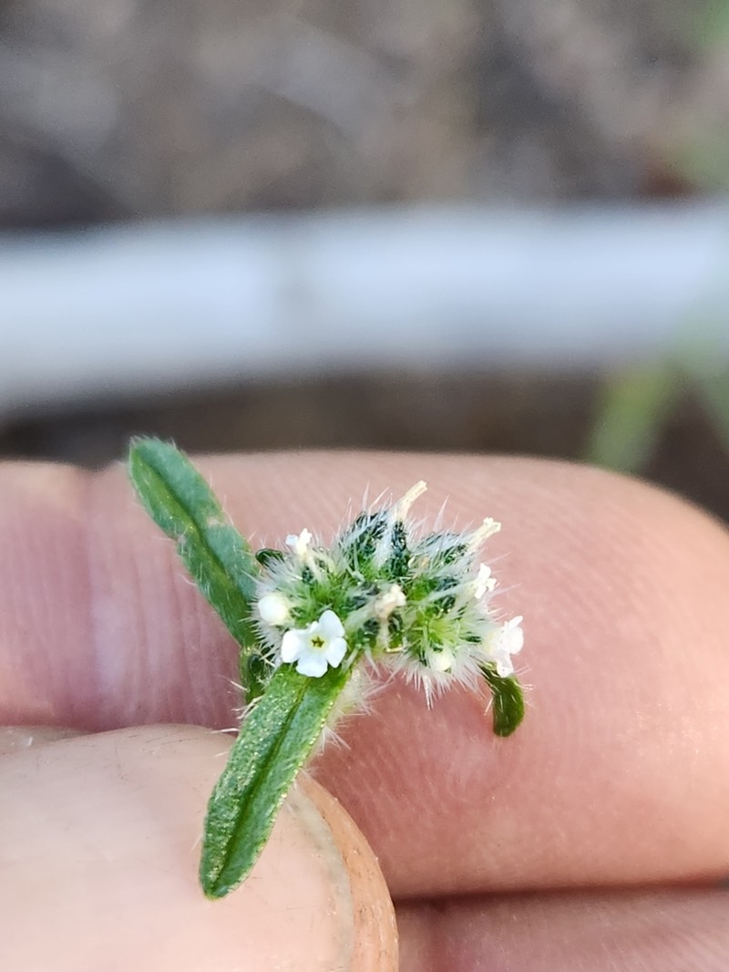 Cryptantha martirensis photo 6