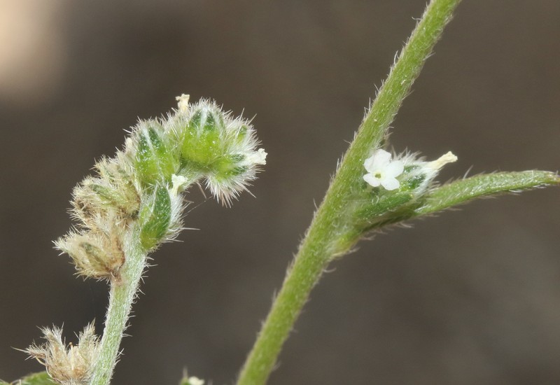 Cryptantha martirensis photo 8