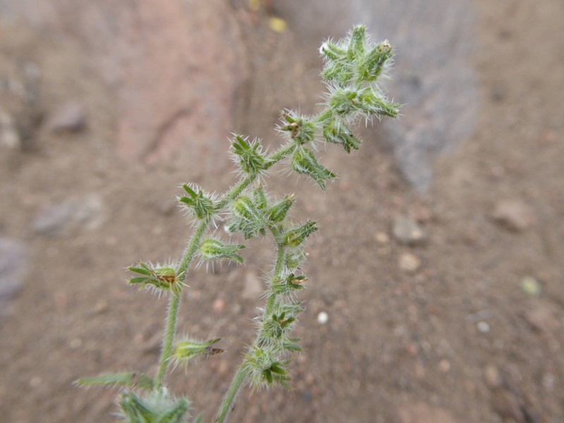 Cryptantha mendocina photo 2