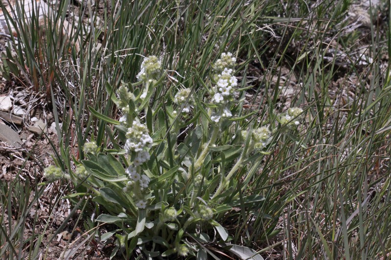 Southwestern Cryptantha
