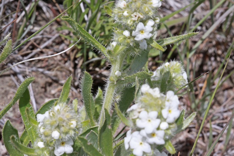 Southwestern Cryptantha photo 2