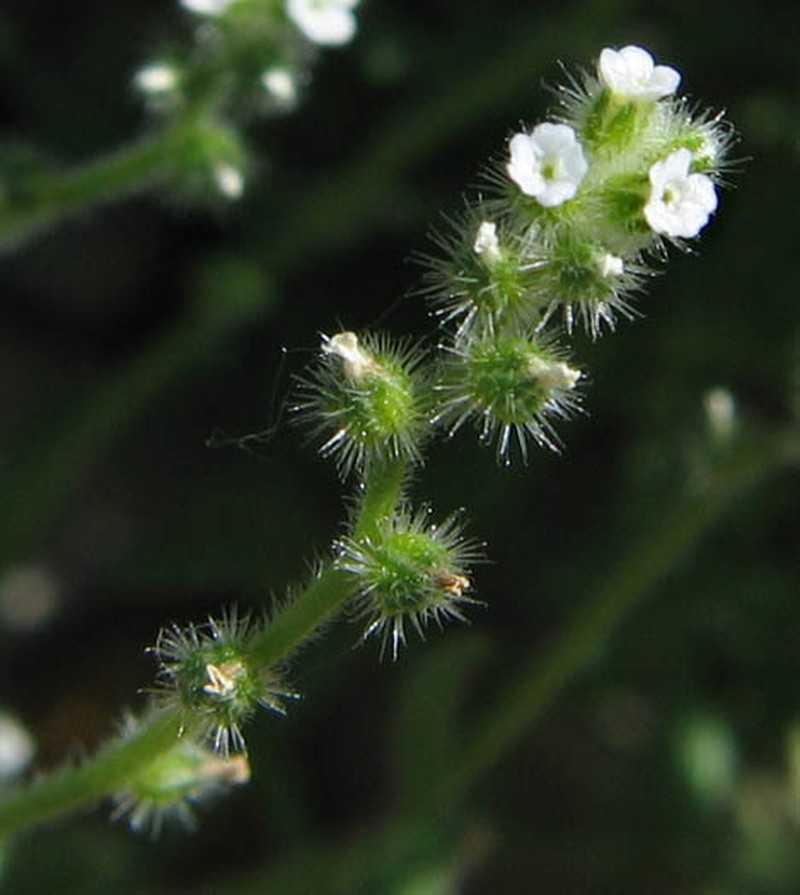 Pygmyflower Cryptantha