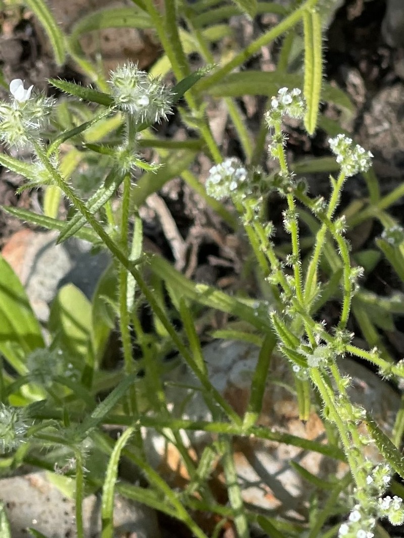 Pygmyflower Cryptantha photo 3