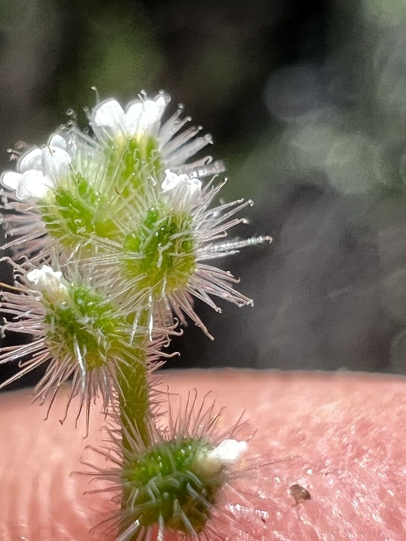 Pygmyflower Cryptantha photo 4