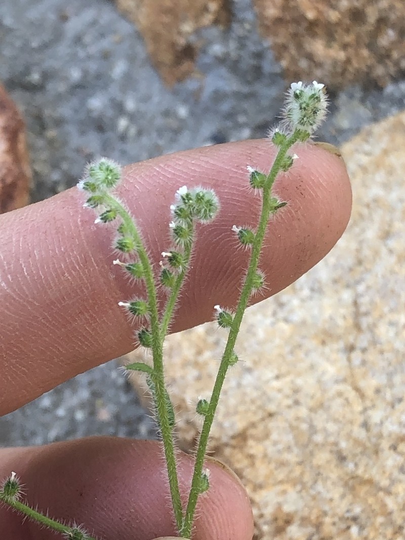 Pygmyflower Cryptantha photo 6