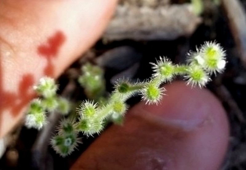 Pygmyflower Cryptantha photo 7