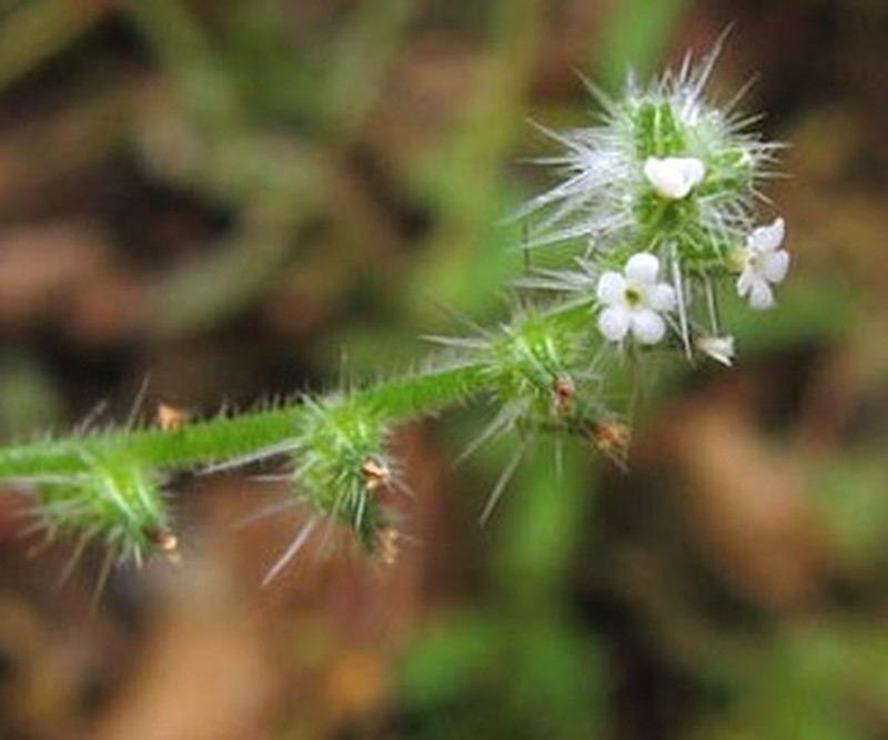 Tejon Cryptantha