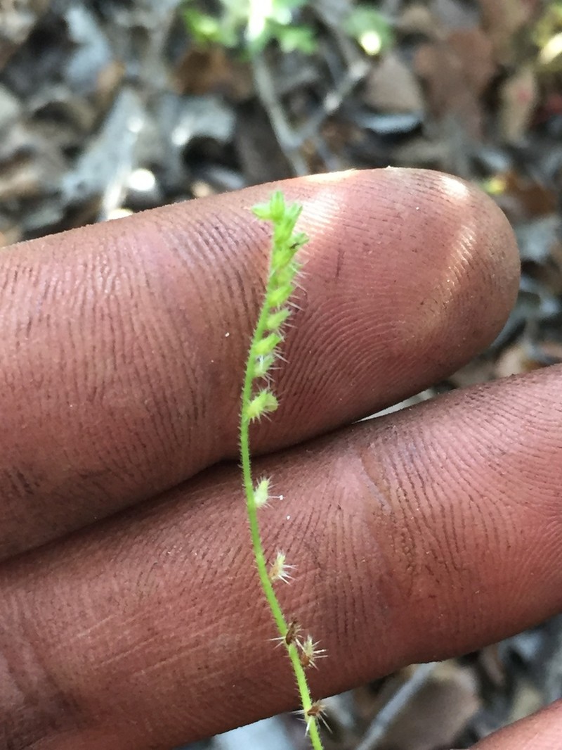 Tejon Cryptantha