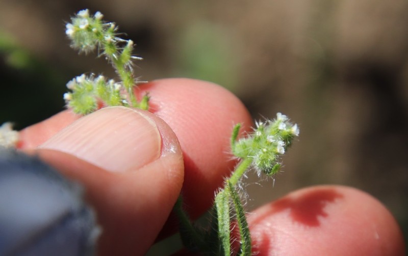 Tejon Cryptantha photo 2
