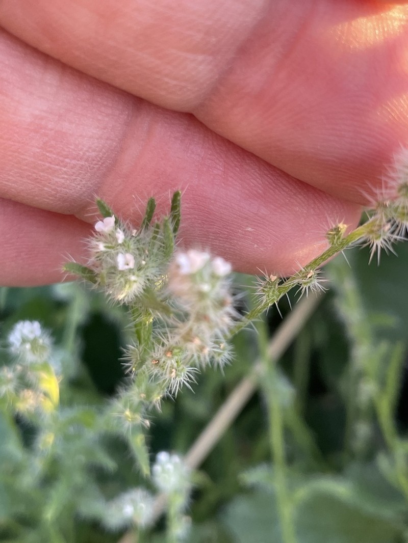 Tejon Cryptantha photo 3