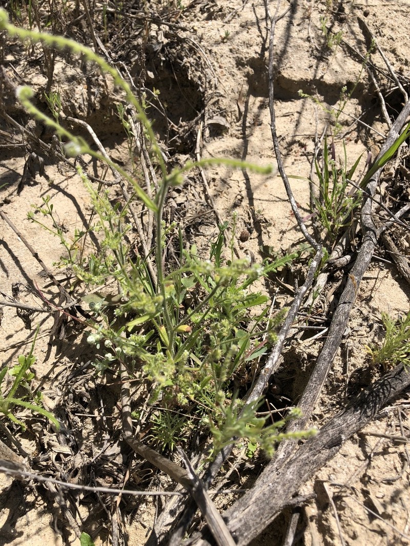 Tejon Cryptantha photo 4