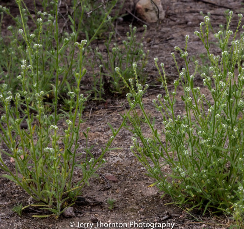 Tejon Cryptantha photo 5