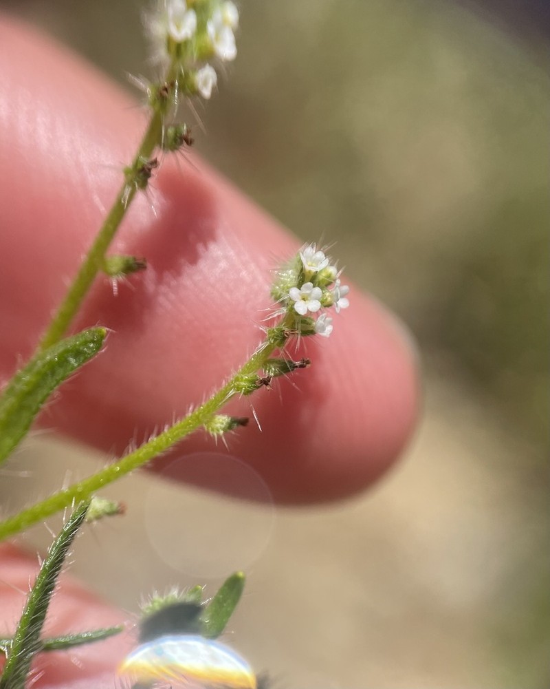 Tejon Cryptantha photo 6