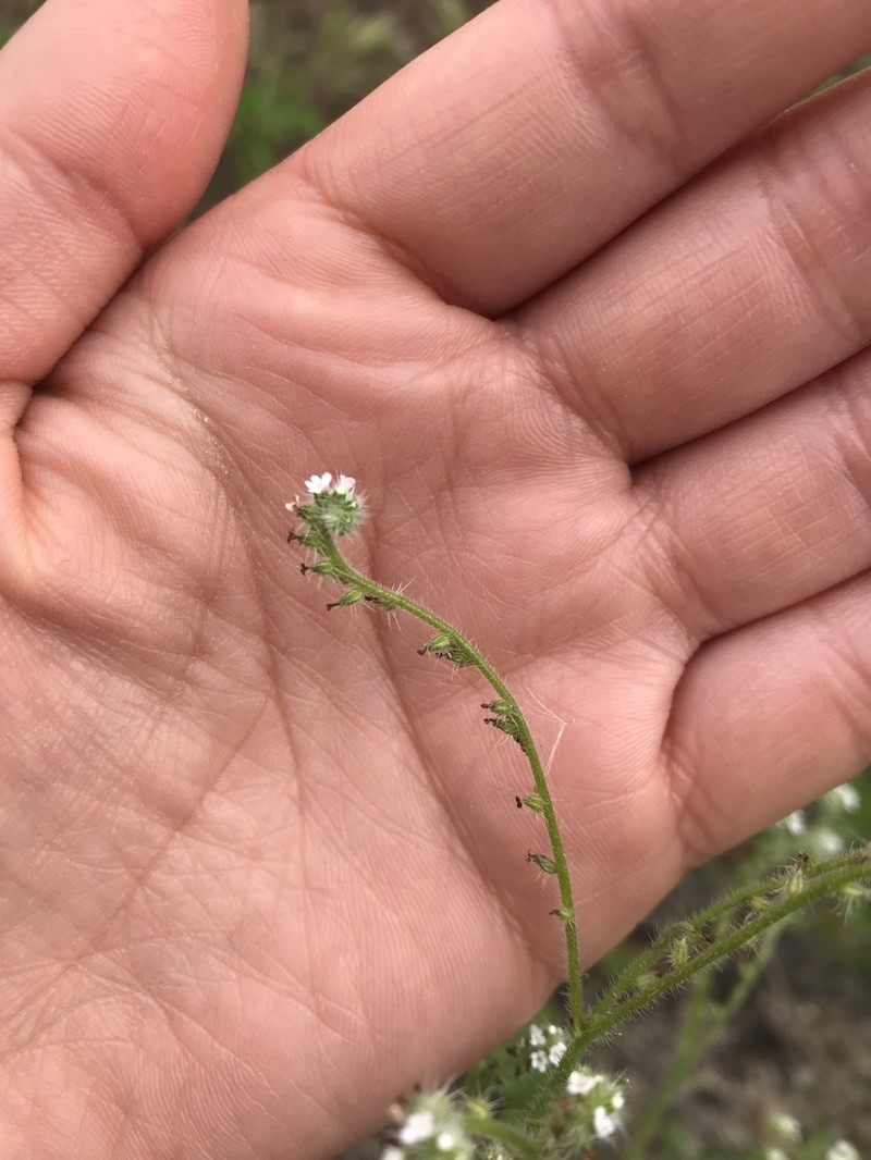 Tejon Cryptantha photo 7