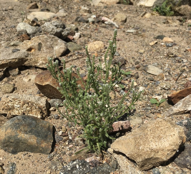 Tejon Cryptantha photo 8