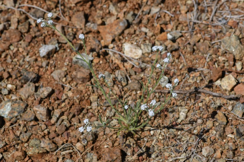 Cryptantha milobakeri photo 3