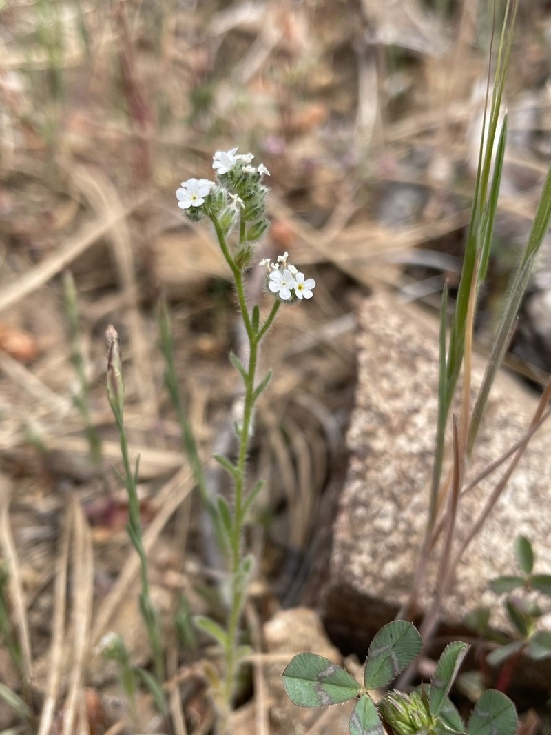 Cryptantha milobakeri photo 4