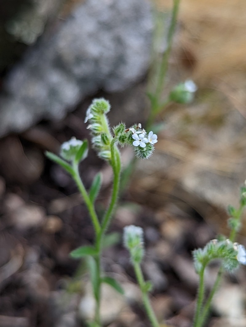 Cryptantha milobakeri photo 5