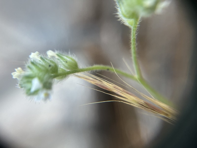 Cryptantha milobakeri photo 6