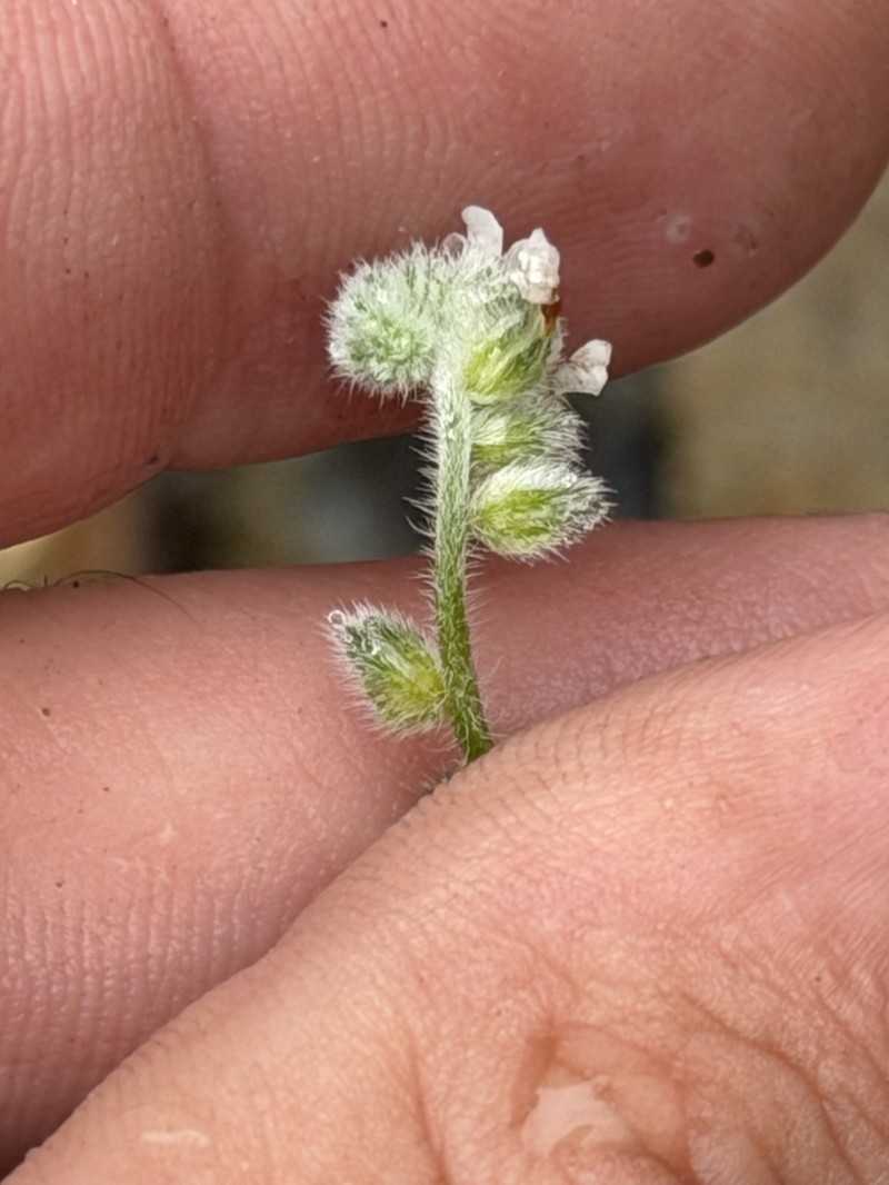 Cryptantha milobakeri photo 7