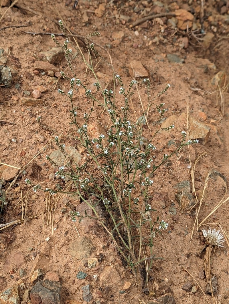 Cryptantha milobakeri photo 8