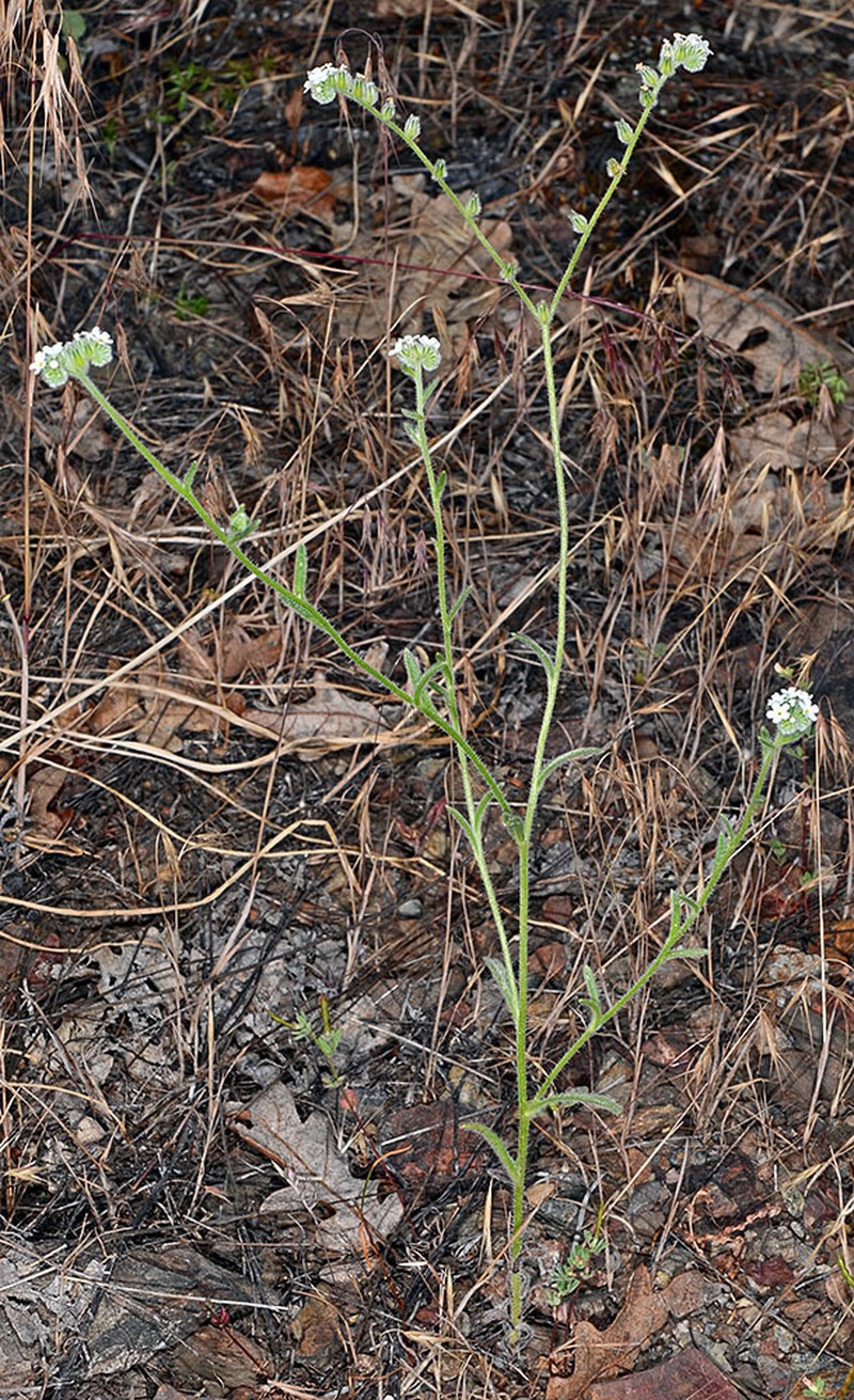 Cryptantha milobakeri photo 2