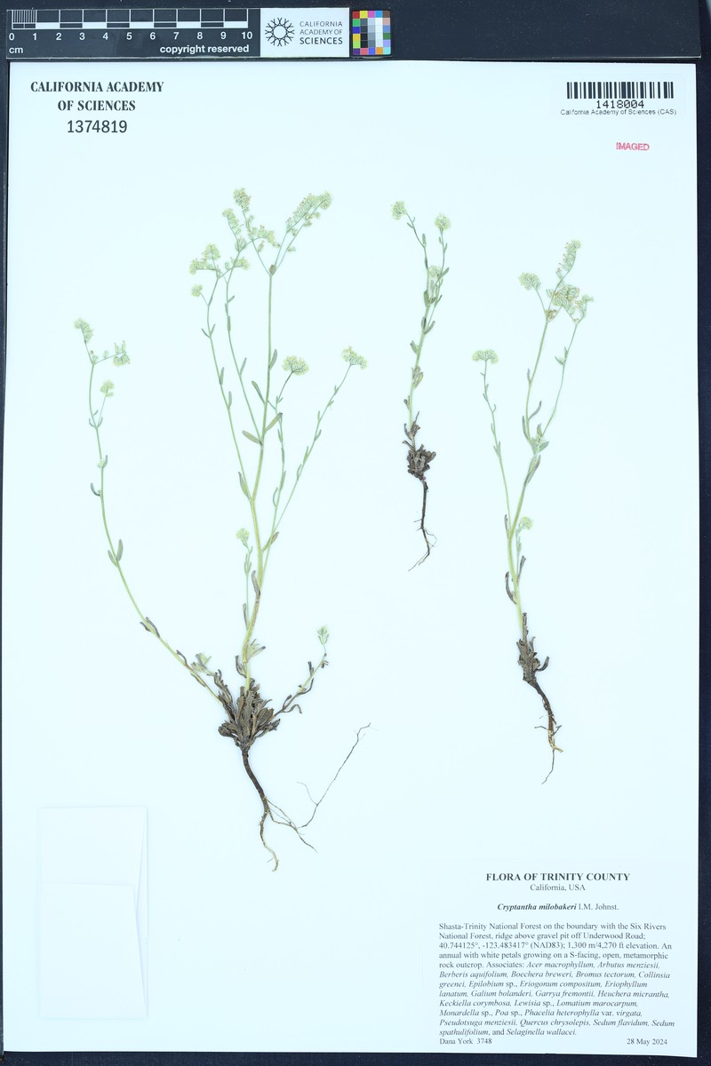Cryptantha milobakeri photo 4