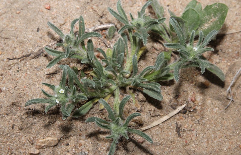 Little Cryptantha