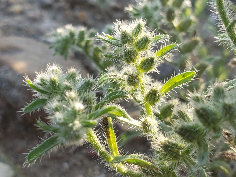 Little Cryptantha