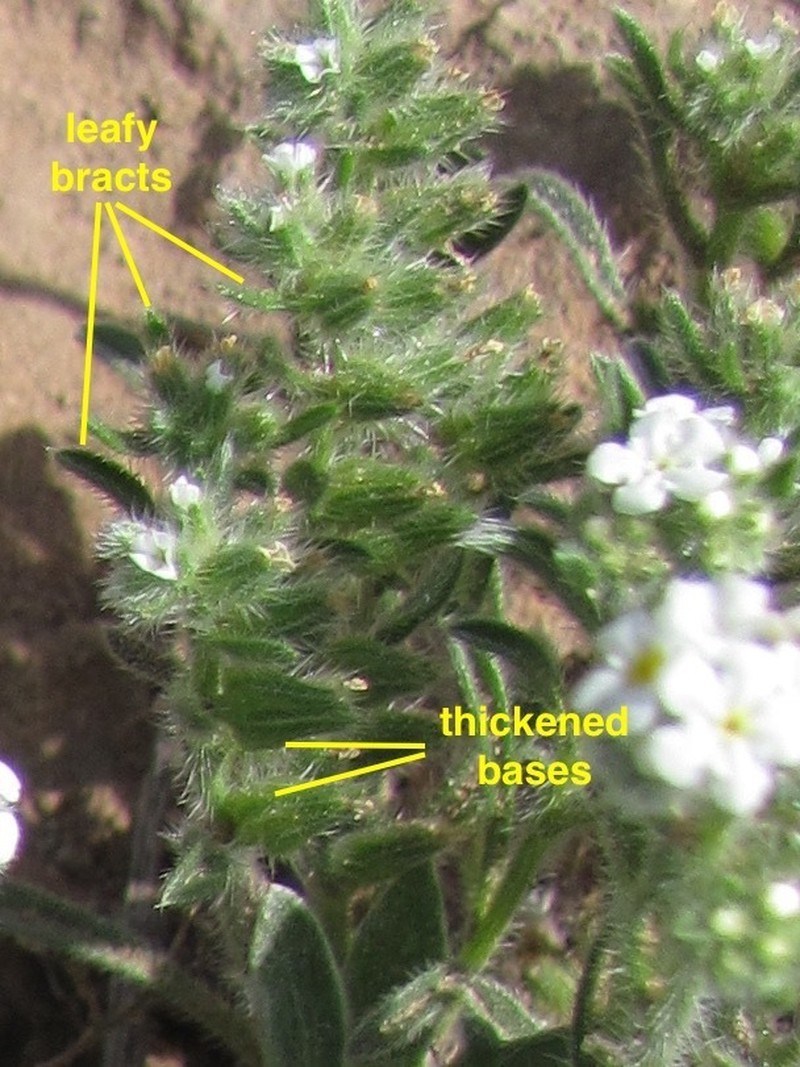 Little Cryptantha photo 2