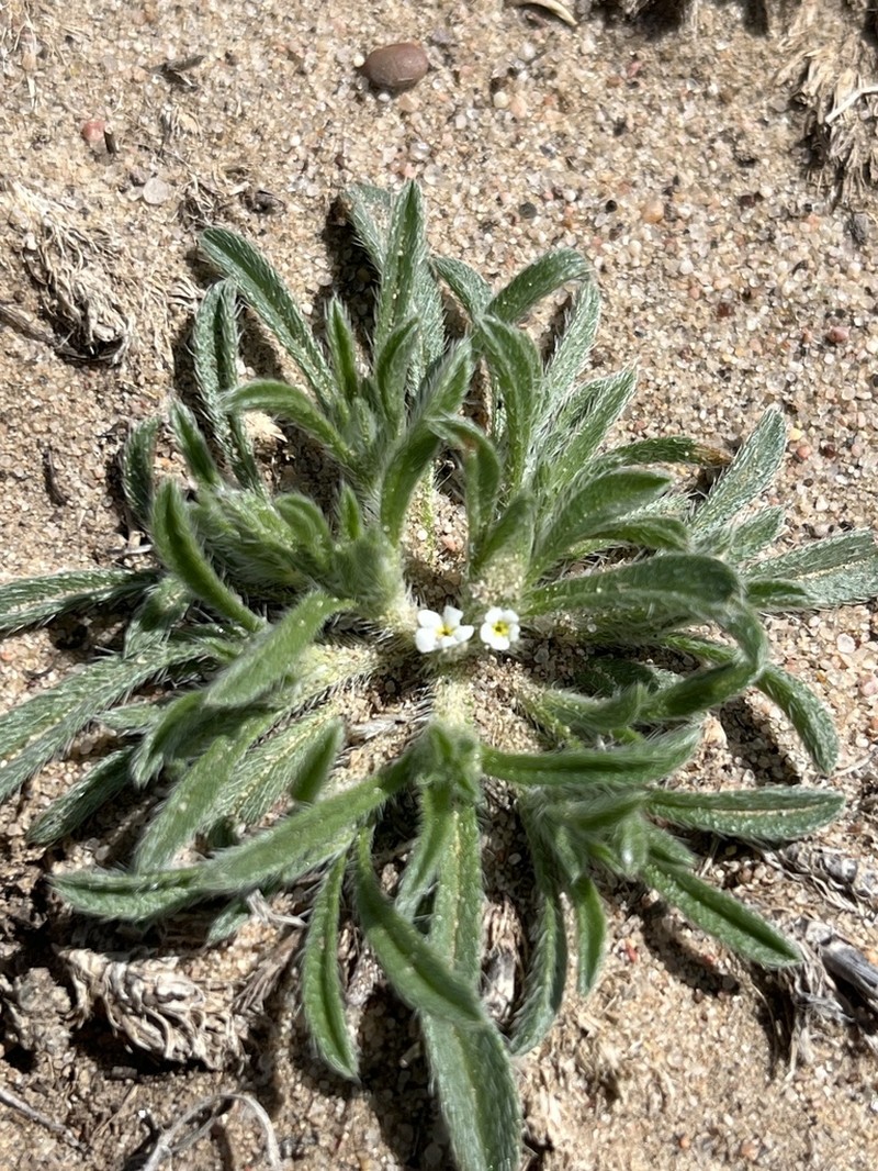 Little Cryptantha photo 3