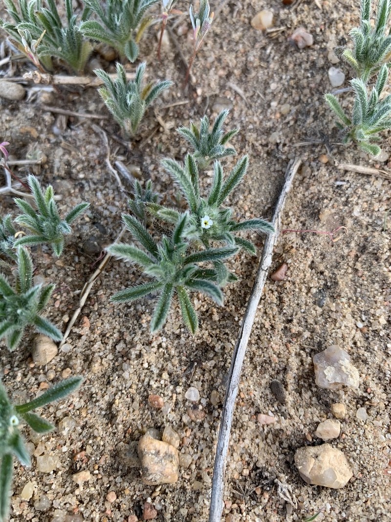Little Cryptantha photo 4